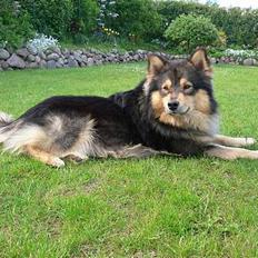 Finsk lapphund <3 himmelhund Lapinlempi Aurinkolaulu <3