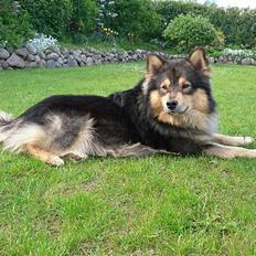 Finsk lapphund <3  himmelhund Lapinlempi Aurinkolaulu <3