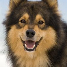 Finsk lapphund <3 himmelhund Lapinlempi Aurinkolaulu <3