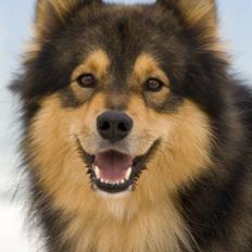 Finsk lapphund <3  himmelhund Lapinlempi Aurinkolaulu <3