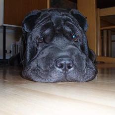 Shar pei Tequila *DØD*