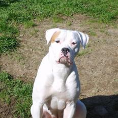Amerikansk bulldog Xena (R.I.P mors øjesten)