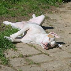 Amerikansk bulldog Xena (R.I.P mors øjesten)