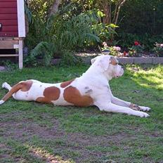 Amerikansk bulldog Xena (R.I.P mors øjesten)