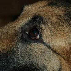 Schæferhund Mille R.I.P :'( Død
