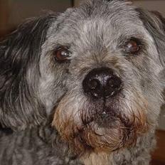 Blanding af racer Mads R.I.P :'( Død