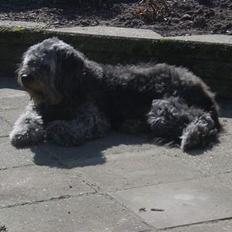 Blanding af racer Mads R.I.P :'( Død