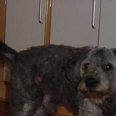 Blanding af racer Mads R.I.P :'( Død