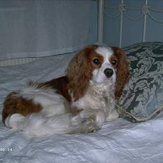 Cavalier king charles spaniel Frodo