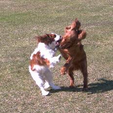 Cavalier king charles spaniel Frodo