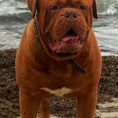 Dogue de bordeaux Ti Amo aka Meeko R.I.P. 