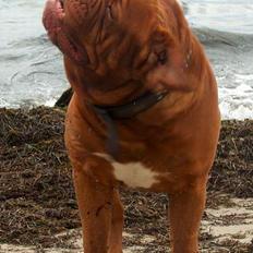 Dogue de bordeaux Ti Amo aka Meeko R.I.P. 