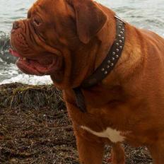 Dogue de bordeaux Ti Amo aka Meeko R.I.P. 