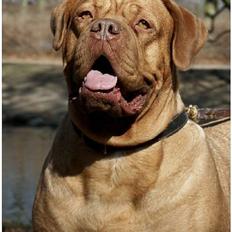 Dogue de bordeaux Thaliyah - R.I.P. min tøs
