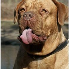 Dogue de bordeaux Thaliyah - R.I.P. min tøs