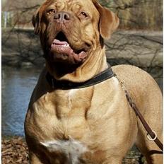 Dogue de bordeaux Thaliyah - R.I.P. min tøs