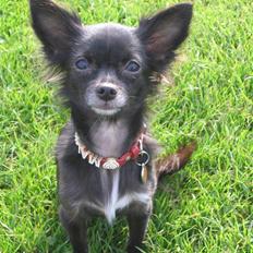 Chihuahua Malou