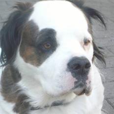 Blanding af racer Asja, R. I. P