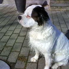 Blanding af racer Asja, R. I. P