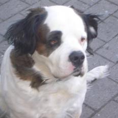 Blanding af racer Asja, R. I. P