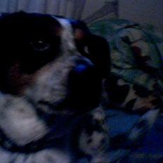 Dansk svensk gaardhund Lucky