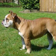 Engelsk bulldog Des
