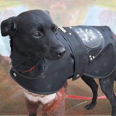 Xoloitzcuintle Mia - Hedehusets Kahlua