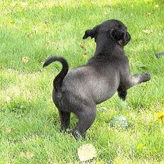 Xoloitzcuintle Mia - Hedehusets Kahlua