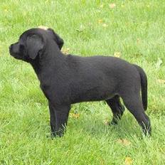 Xoloitzcuintle Mia - Hedehusets Kahlua