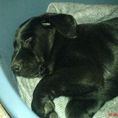 Labrador retriever Donna