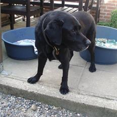 Labrador retriever Jaques *død*