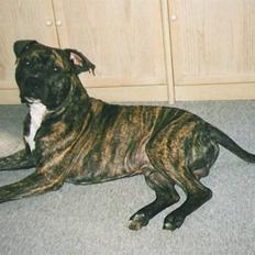 Amerikansk staffordshire terrier *Bossy*