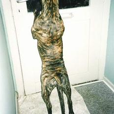 Amerikansk staffordshire terrier *Bossy*