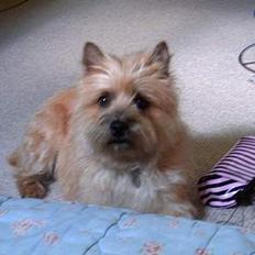 Cairn terrier Cleo
