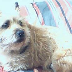 Cairn terrier Cleo
