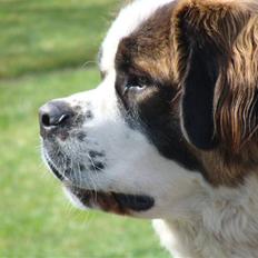 Sankt bernhardshund Møffe 20/02/06 - 17/11/08