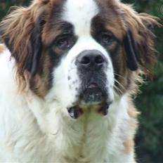 Sankt bernhardshund Møffe 20/02/06 - 17/11/08