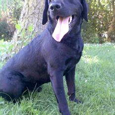 Labrador retriever Jackie