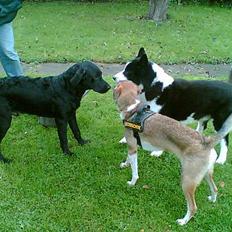 Labrador retriever Jackie