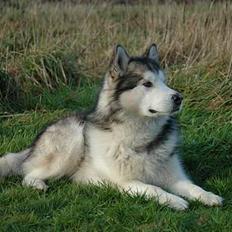 Alaskan malamute Milo R.I.P