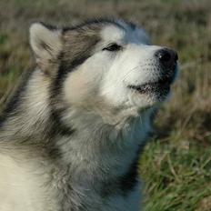 Alaskan malamute Milo R.I.P