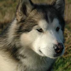 Alaskan malamute Milo R.I.P