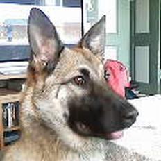Blanding af racer Diva Schæfer/bjørnehund