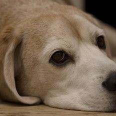 Beagle Dogbert
