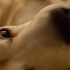 Beagle Dogbert