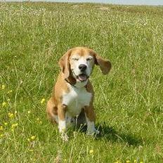 Beagle Dogbert