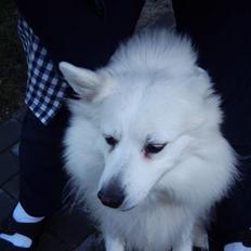 Samojedhund Lady 1997 + død 2007