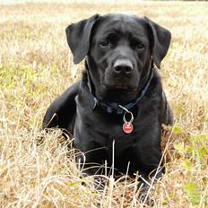 Labrador retriever Bella