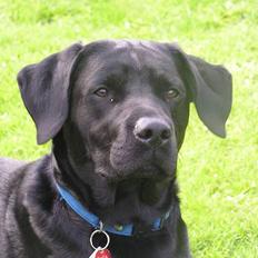 Labrador retriever Bella