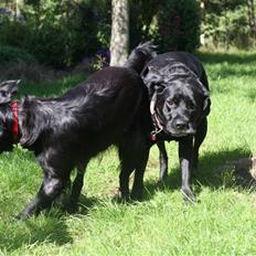 Labrador retriever Bella